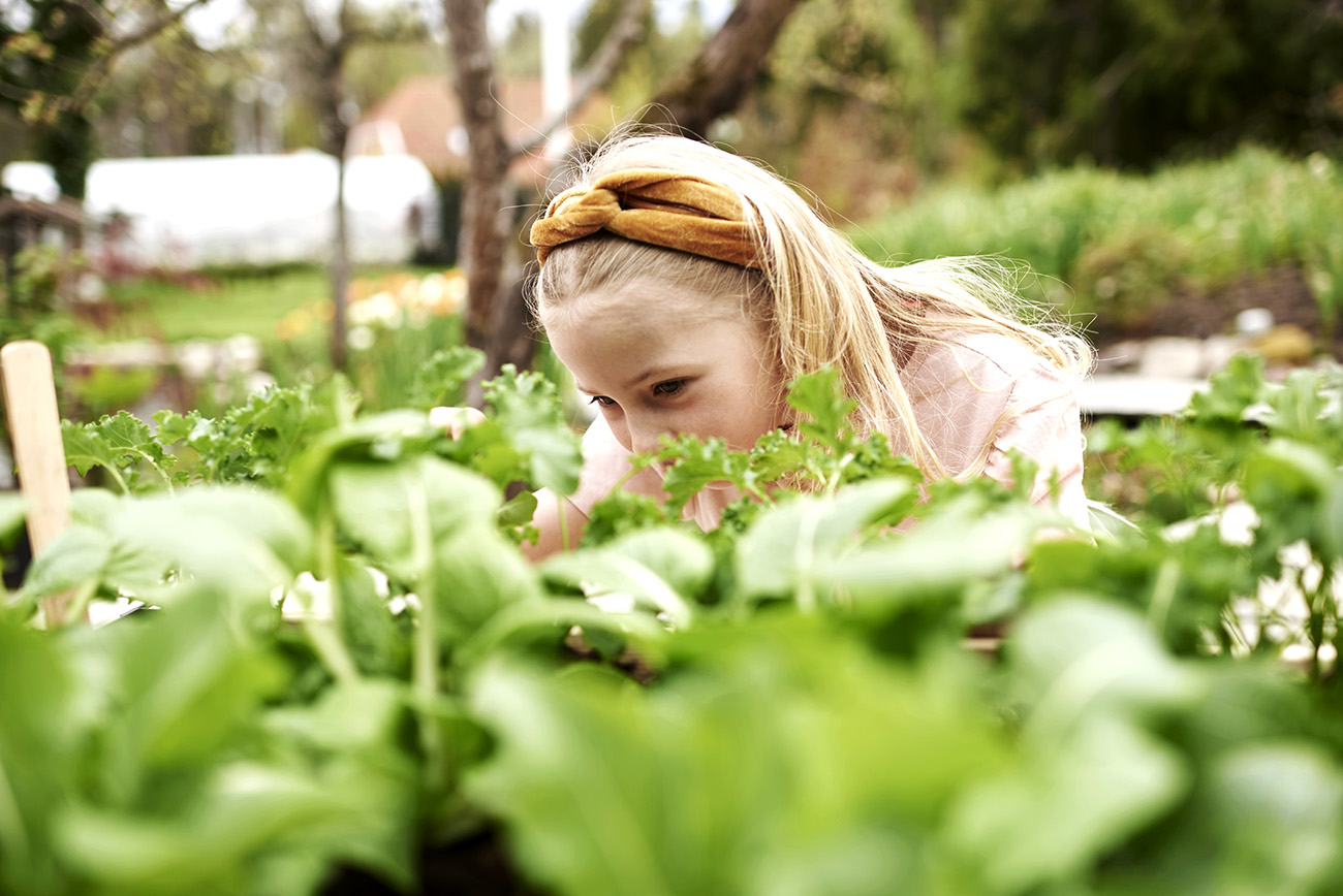 Plantagen växttrender